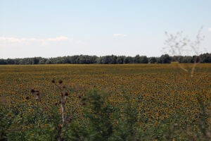 chilia vechhe floarea soarelui camp