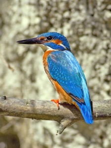 pescarel delta dunarii pasare