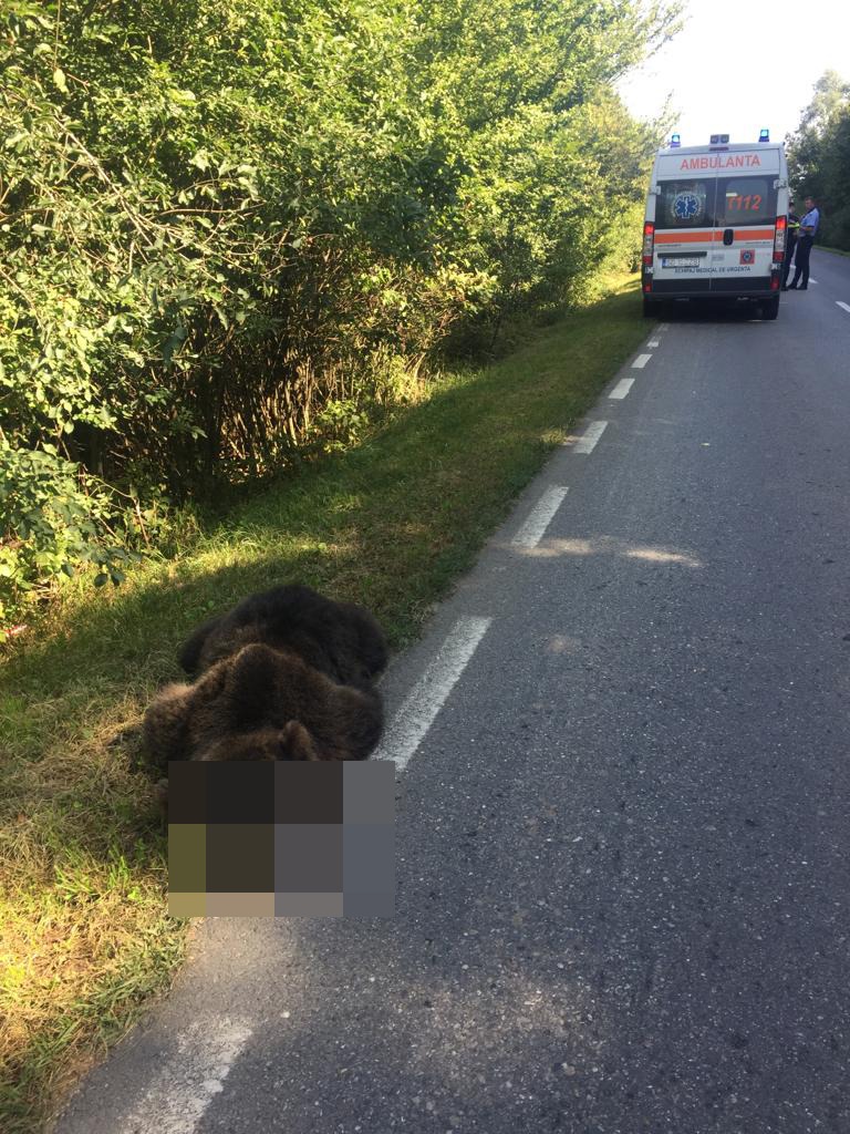 urs mort, trafic, masina urs omorat