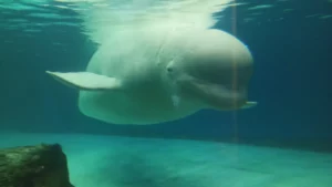 balena beluga, bella, coreea de sud, acvariu, captivitate, mamifer marin