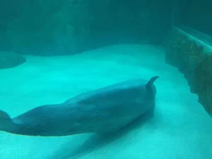 balena beluga, bella, coreea de sud, acvariu, captivitate, mamifer marin