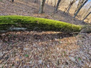 muntii macin rezervatie naturala parcul muntii macin varful tutuiatu roci stanci munti hercinici padure expeditie drumetie vacanta concediu turisti tulcea greci (1)
