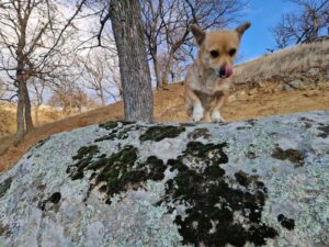 muntii macin rezervatie naturala parcul muntii macin varful tutuiatu roci stanci munti hercinici padure expeditie drumetie vacanta concediu turisti tulcea greci (1)