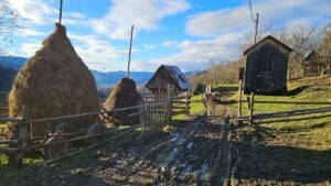 noroaie, capite fan, viata la tara wwf