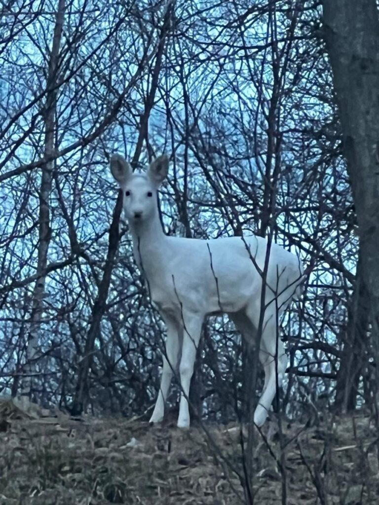 caprioara alba