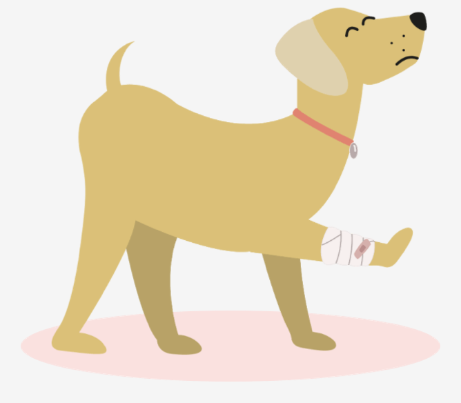 pets, animale de companie, motive pentru care te iubeste cainiele, caini