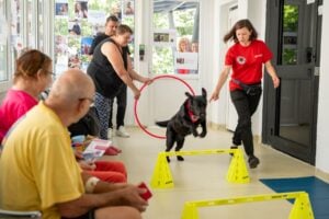 caine utilitar, spital