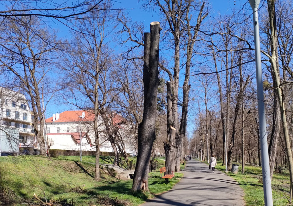 Sibiu digitalizează spațiul verde: fișă tehnică online pentru fiecare arbore