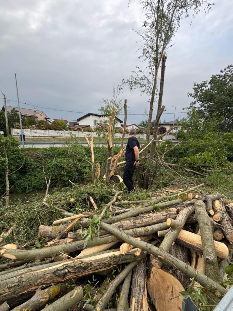 Tăieri arbori, curățare agresivă a vegetației orașul otopeni 