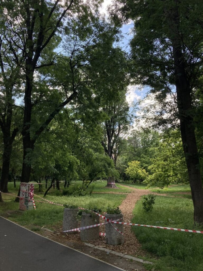 frasin străvechi Cișmigiu
