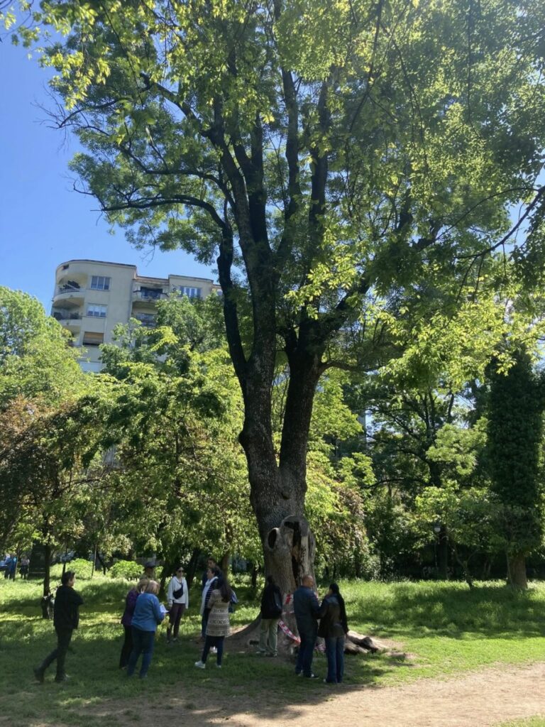 frasin secular Cișmigiu