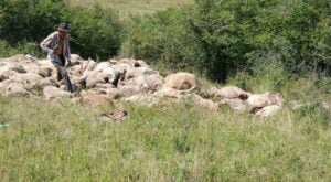 Mai multe leșuri de oi pe un deal de langa Fagaras