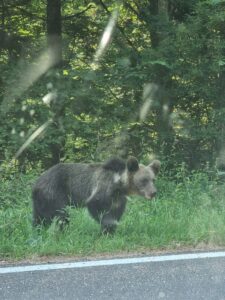 urs iesit din padure pe transfagarasan