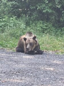 urs odihnit la marginea drumului tansfagarasan