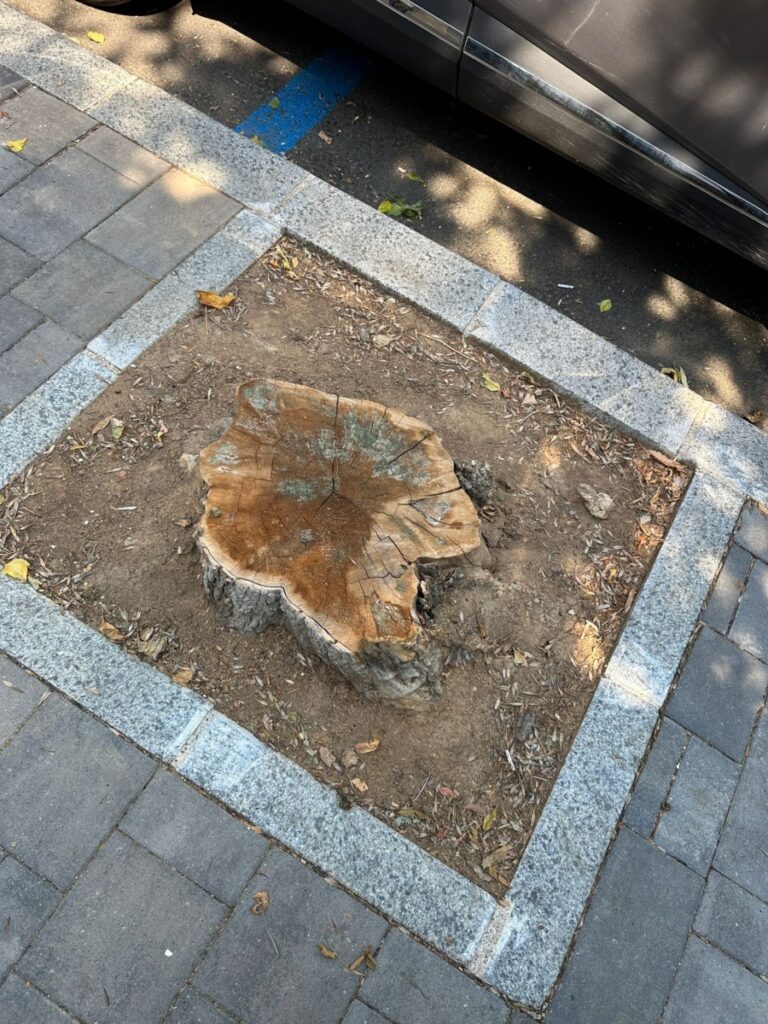 buturugi alveole Sectorul 2