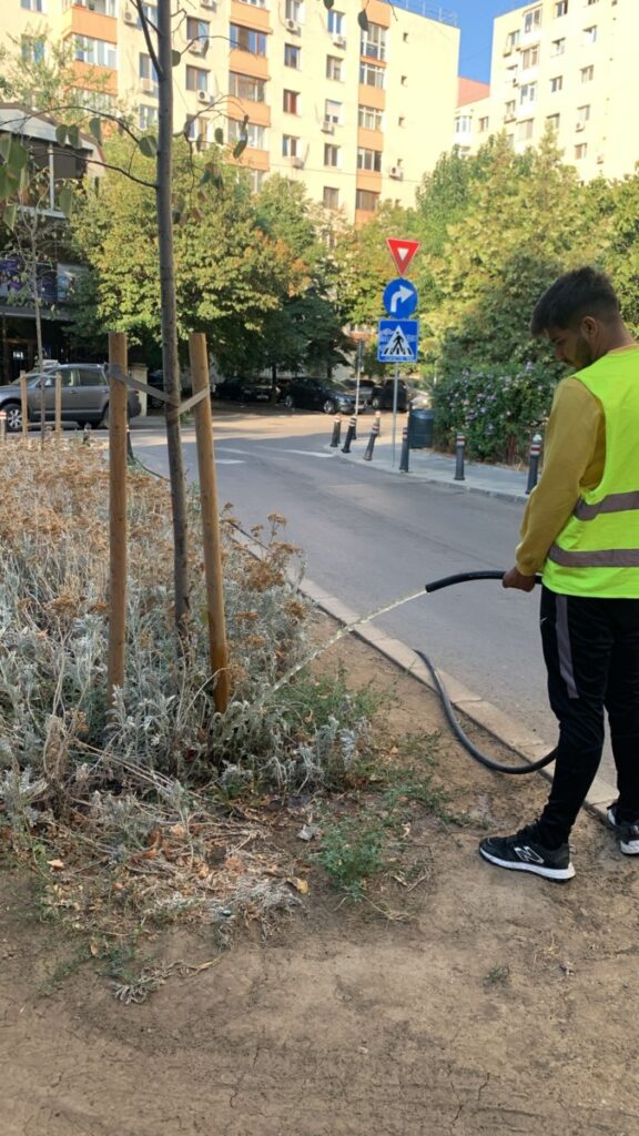 echipe ADP udă copaci