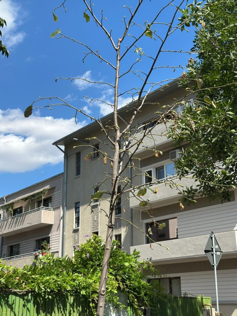 copac uscat sector 2 vara 2025