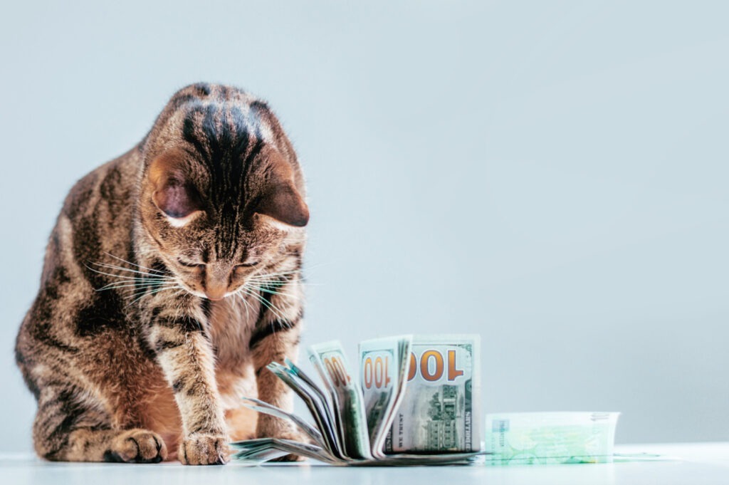 Inflația lovește și animalele de companie: Veterinarul, tot mai scump. Topul țărilor cu cele mai mari creșteri de preț