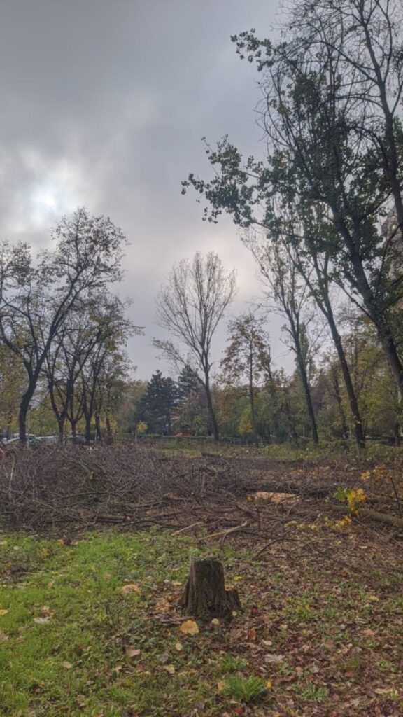FOTO: tăieri arbori București, sursa: martor
