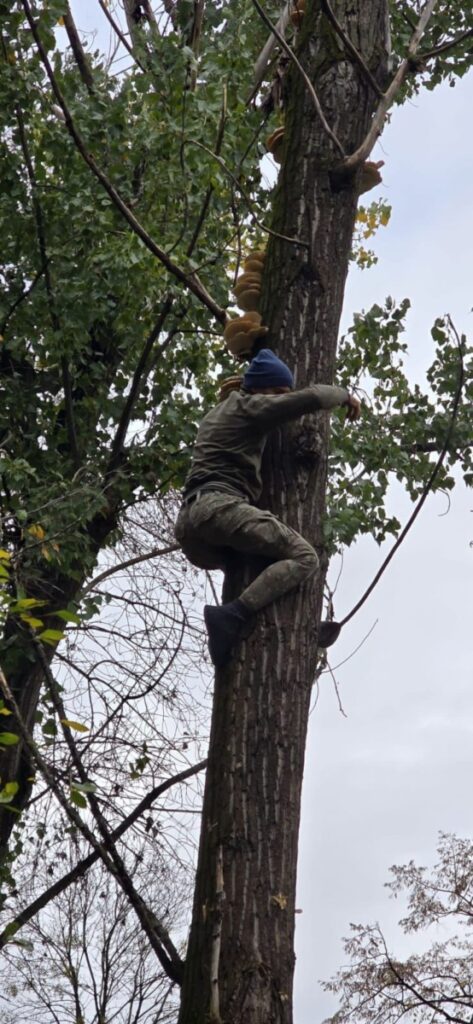 FOTO: tăieri arbori București, sursa: martor