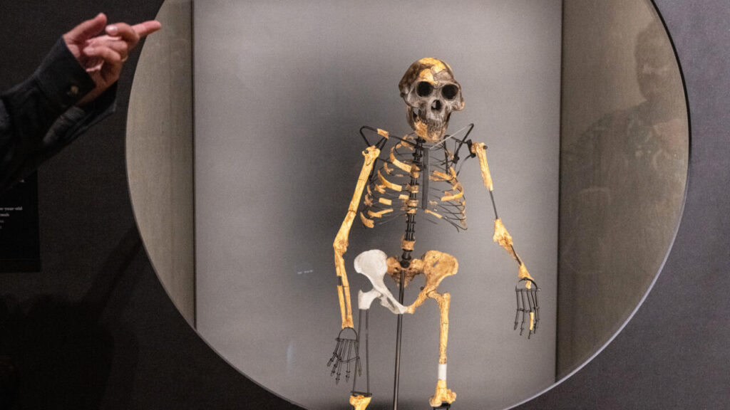 Un misterios picior fosilizat descoperit în Etiopia îl aduce sub luminile proiectoarelor pe un contemporan al celebrei Lucy