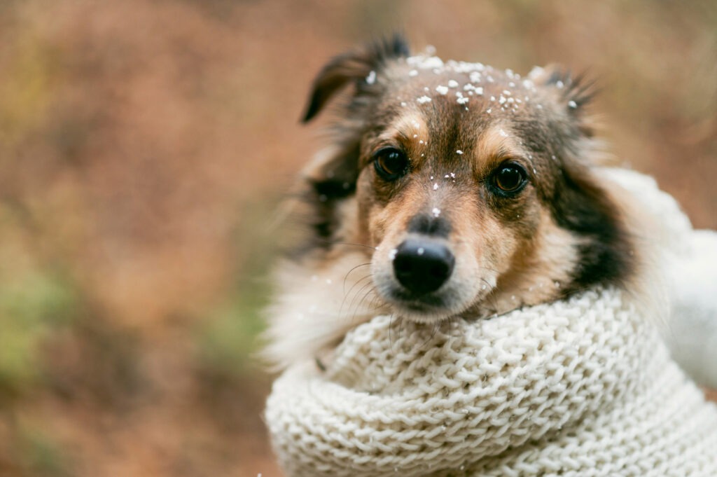 EXCLUSIV | Răceli, viroze, temperaturi scăzute: Cum sunt afectate animalele de companie. Ce spune medicul veterinar Medeea Iliopolos
