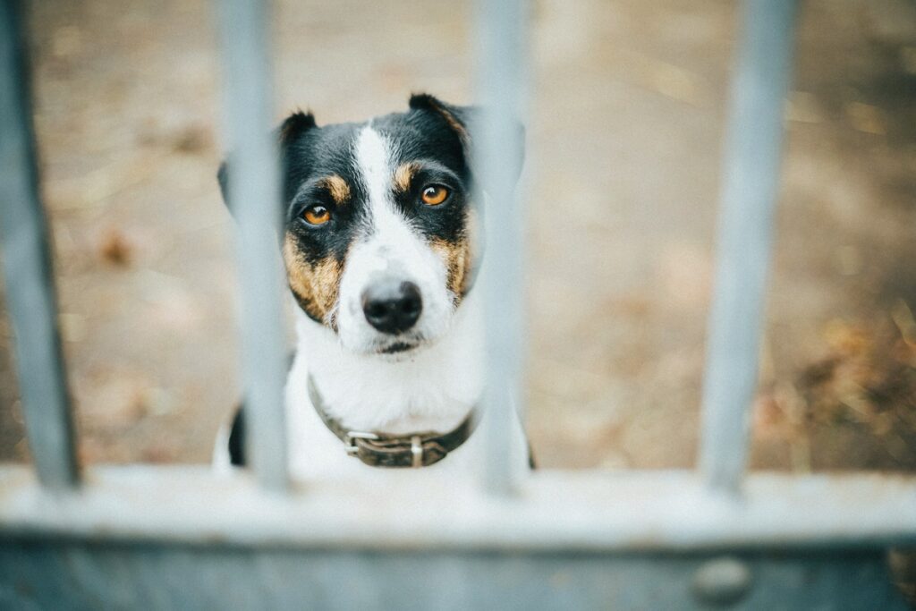 Cât trăiește un câine cu demență. Modalitatea dovedită științific prin care prelungești viața animalului de companie