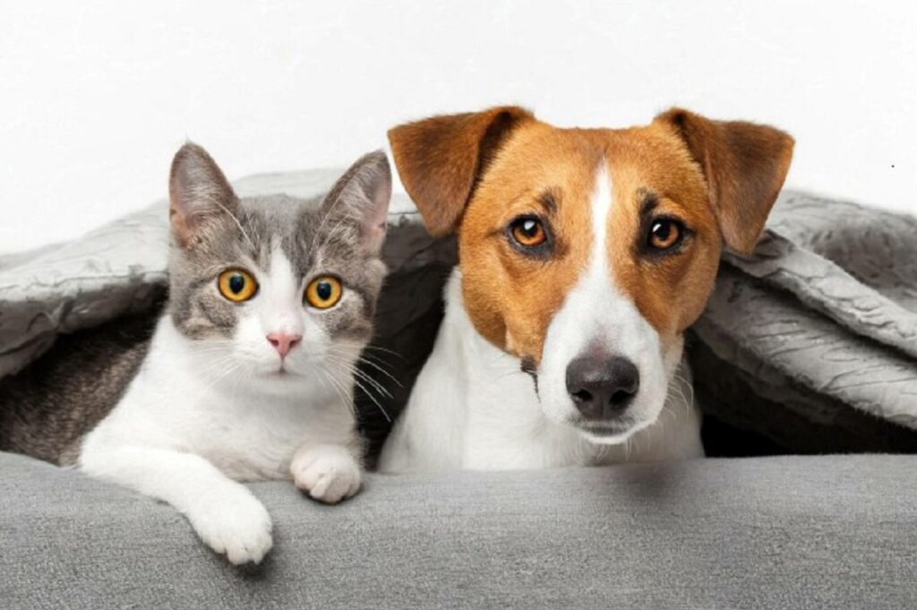 Recomandările MApN de 1 Decembrie pentru stăpânii de animale. Autoritățile au o mare rugăminte: „Evitați zona Arcului de Triumf și a Parcului Herăstrău”