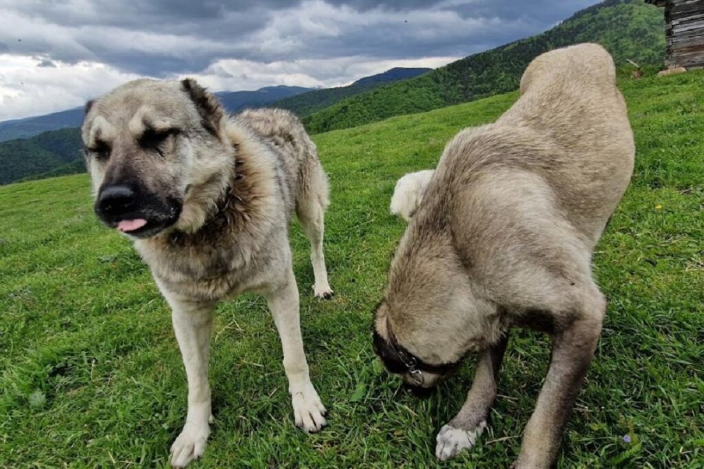 Conflict în lumea crescătorilor de câini. Asociația Chinologică Română acuză o organizație din Sibiu că promovează ilegal agresivitatea câinilor ciobănești românești prin „testarea mușcăturii la manșon”