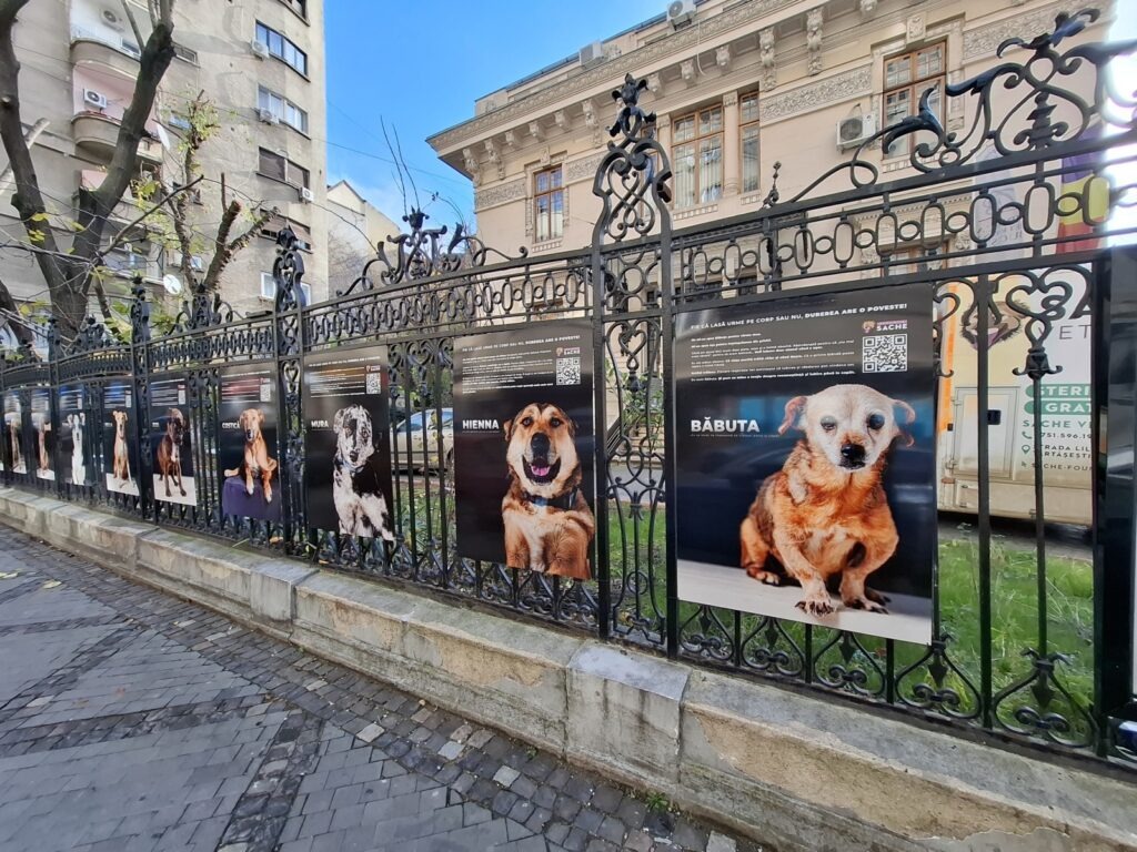 EXCLUSIV | Durerea are o poveste: Cățelușa Katya, inspirație pentru o expoziție organizată de Asociația Sache / “Acest caz ne-a ajutat să găsim lacune în legislație” (VIDEO)