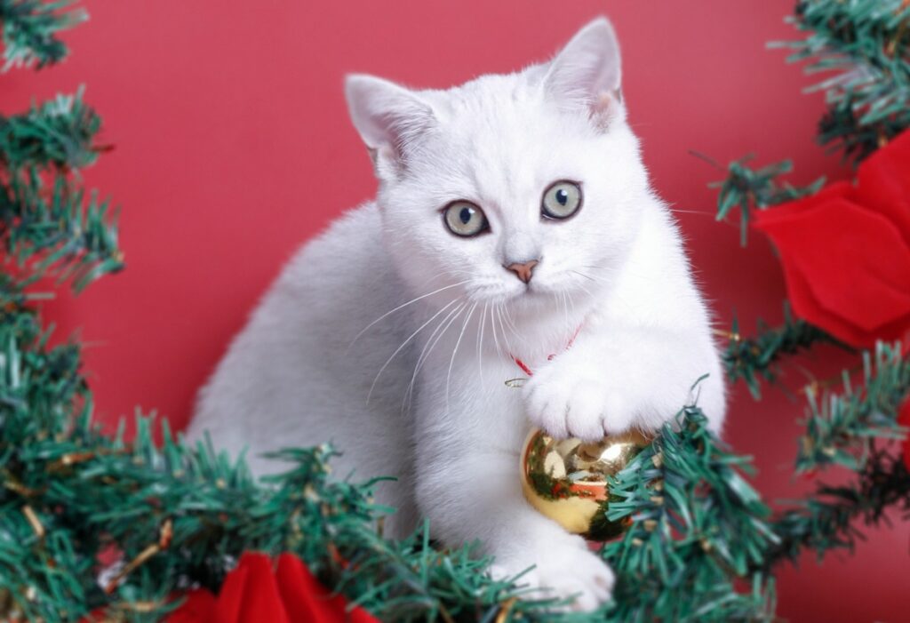 Cum funcționează mintea pisicilor. Mirosul stăpânului nu intră în topul preferințelor felinelor / Ce le stârnește cel mai mult curiozitatea