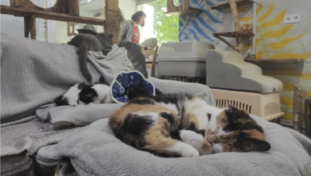 Un adăpost de pisici din Harkov oferă sprijin animalelor abandonate sau rănite pe front. Felinele participă și la sesiuni de „terapie” pentru soldații ucraineni