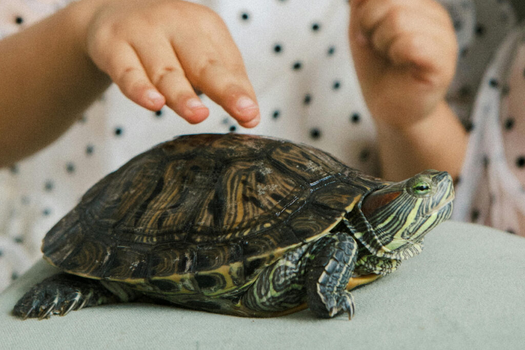 Câini și țestoase în sălile de grădiniță: Noua lege din Estonia stârnește controverse