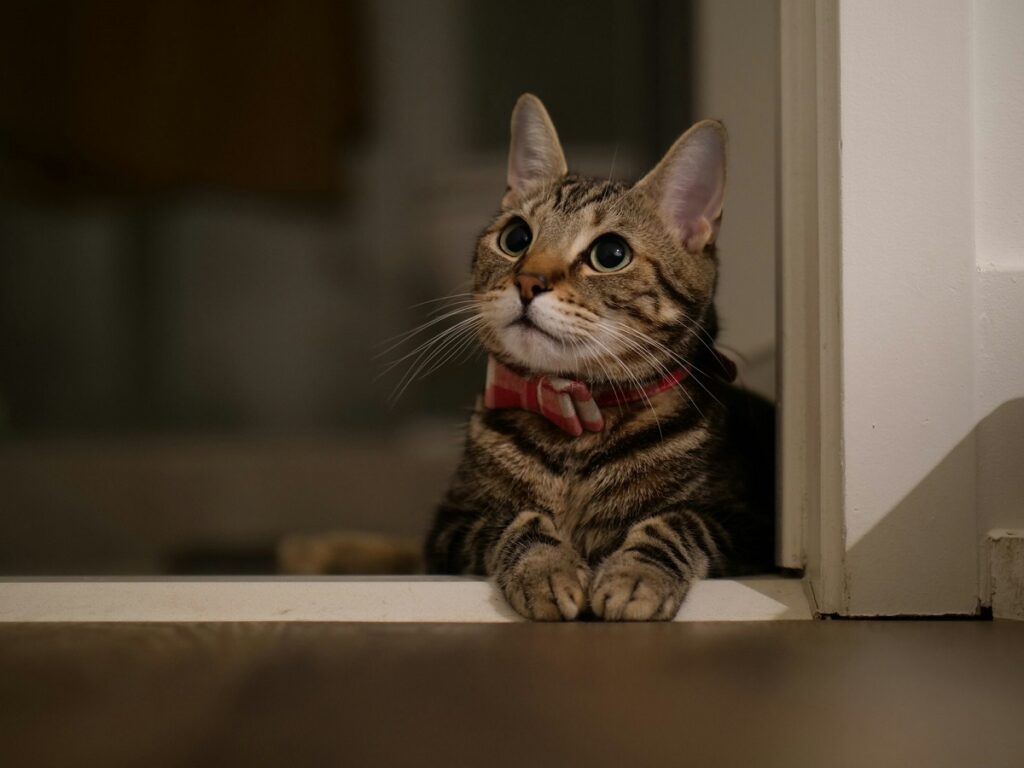 Când au decis pisicile să se apropie de oameni și să devină animale de companie. Un mister vechi de milenii, în sfârșit rezolvat de geneticieni